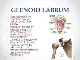 The labrum is attached almost completely around the edge of the glenoid. Torn Labrum What S That The Scorecrow