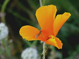 Image result for Eschscholzia