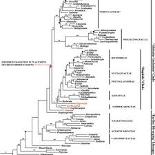 Image result for Corbichonia rubriviolacea