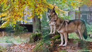 Online, im tv oder im. Can We Really Live With Wolves Global Ideas Dw 10 11 2016