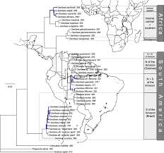 Image result for Genlisea subglabra