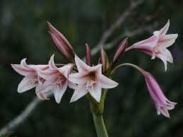 Image result for Crinum crassicaule