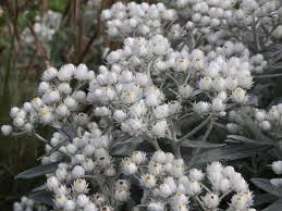 Perlkorbchen Silberregen Anaphalis Triplinervis Silberregen Herbstpflanzen Stauden Gartenboden