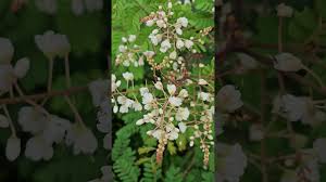 Image result for Pterolobium