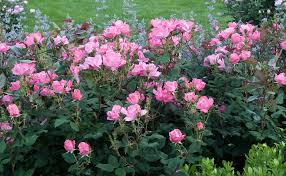 These plants are chosen because they are hardy and resistant to infections. Pink Knock Out The Knock Out Family Of Roses