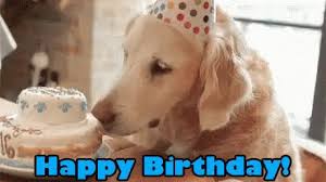 Golden retriever aesthetic golden retriever in 2020 cute animals cute dogs cute dogs and puppies. Happy Birthday Golden Retriever Gif Happybirthday Goldenretriever Dogbirthday Discover Share Happy Birthday Dog Dog Memes Happy Birthday Golden Retriever
