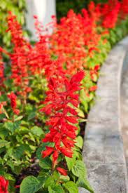 Pin On Gardening