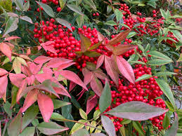 Couleurs De Fete Pour Le Bambou Sacre Nandina Domestica Paris Cote Jardin Pousse et croissance du bambou. couleurs de fete pour le bambou sacre nandina domestica paris cote jardin