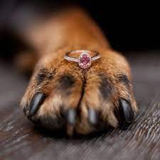 Cremation diamonds are synthetic diamonds that are created artificially. You Can Now Turn Your Pet Into A Diamond After They Pass Away Here S What To Do Instead Of Cremating Your Pet