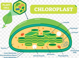 Mitosis animation (480 k) or Plant Structure Plant Cell Chloroplast Plants Diagram Png 1317x967px Plant Cell Biology Botany Cell Chloroplast Download
