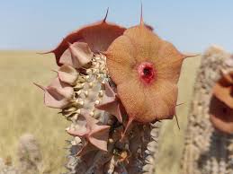 Image result for Hoodia currorii