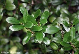 Image result for Diospyros ferrea