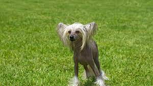 Hairless dogs may not be shedders, but they still need grooming to keep their skin healthy. 10 Best Hairless Dog Breeds