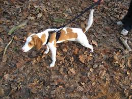 Check spelling or type a new query. All Beagle Our Beagle World Forums