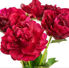 Autumn (a large flower colored burnt orange) and charlotte's rose (a soft pink flower with large petals). Pin On Wedding Flowers