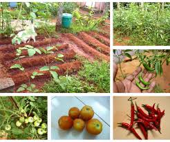 Start to grow vegetables in raised beds. Growing A Small Kitchen Garden In Your Backyard 15 Steps With Pictures Instructables