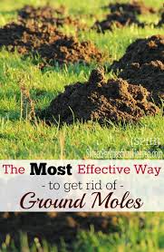How To Get Rid Of Ground Moles The Most Effective Way Moles In Yard Mole Removal Yard Mole Repellent