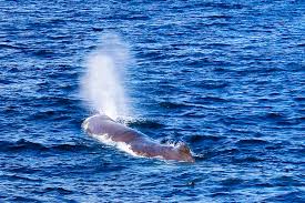 L'uomo ha infatti avuto uno spiacevole incontro in mare. Pnbwvuqcyxb Hm