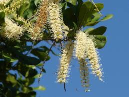 Image result for Macadamia aff. integrifolia
