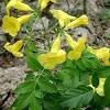 Plantas que curan dedicado a mejorar la. Https Encrypted Tbn0 Gstatic Com Images Q Tbn And9gcsipxkuxu9 Rtrcrapki Ztfi45ebcbzkpsp9b0n3rkt Wbmei8 Usqp Cau