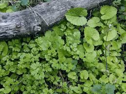 Image result for Torilis