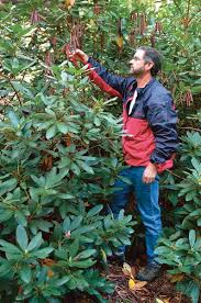 I planted them a month ago. How To Prune Rhododendrons
