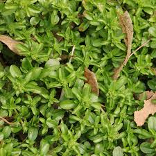 Image result for Polycarpon