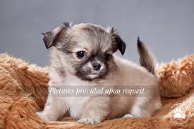 Minnie A White Long Coat Chihuahua Puppy For Sale