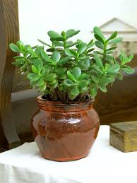 Jade plant flowers for sale. Jade Plant Better Homes Gardens