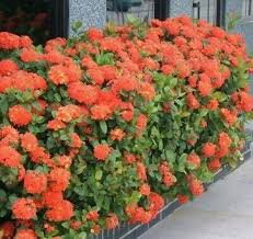 Image result for Ixora seretii