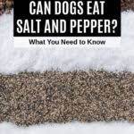 Can Dogs Eat Salt And Pepper What You Need To Know Spoiled Hounds