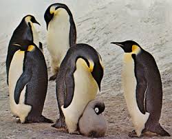 Emperor penguin life cycle facts 38. Penguin Features Habitat Facts Britannica