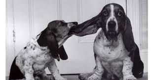 Black And White Basset Hound Fuckyeahcuteanimalss Basset Hound Dog Hound Dog Cleaning Dogs Ears