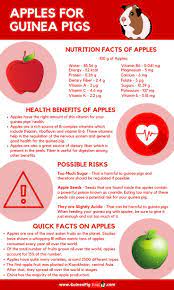 Pin On Guinea Pig Infographics
