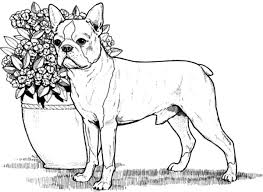 You are here：pngio.com»boston terrier coloring pages png. Pin Auf Boxer Dog Coloring Pages
