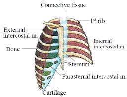 Your rib bones themselves are when you inhale, muscles between your ribs lift your ribcage helping your lungs to expand. Ventral Schematic View Of The Ribcage Including The External Download Scientific Diagram