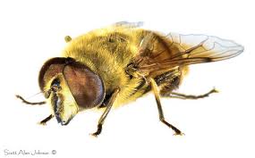 Narcissus Bulb Fly By Squirrel400 Photographingsquirrels Com Via Flickr Narcissus Bulbs Narcissus Fauna