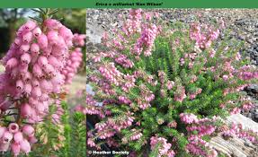 Image result for Erica wildii