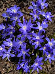 Image result for Xylopia lukei