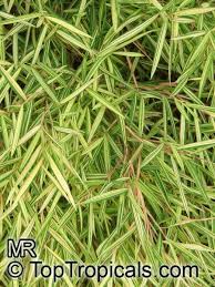 Image result for Pogonatherum paniceum