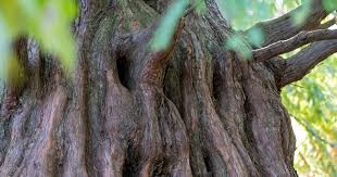 Image result for Malaxis schliebenii