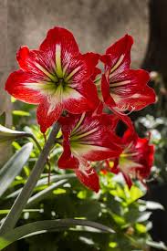 Image result for Amaryllidaceae