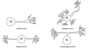 Sie ist aus einem körper und fortsätzen (axon und dendriten). Nervensystem Flashcards Quizlet
