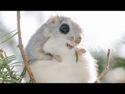 The japanese squirrel has an excellent memory and sense of smell to find food it has buried for the winter. Japanese Dwarf Flying Squirrel Compilation Youtube
