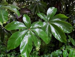 Image result for Myrianthus