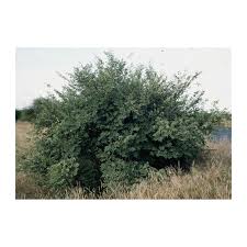 Image result for Grewia flava