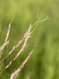 Image result for Bothriochloa bladhii