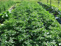 Trois Methodes Pour Butter Les Pommes De Terre Mantis Le Jardinage Facile