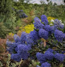 Image result for Criscianthus