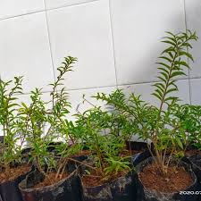 Jual Pohon Anting Putri Mikro Bahan Bonsai Kota Balikpapan Rosanova Gemstone Tokopedia
